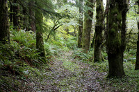 Saddle Mt Rd-0313
