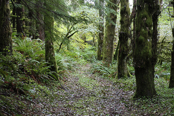 Saddle Mt Rd-0313