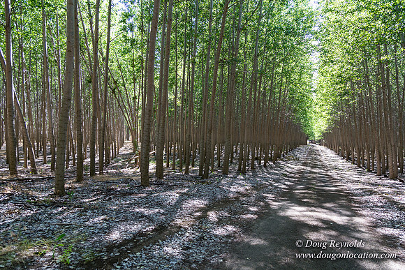 Tree Farm