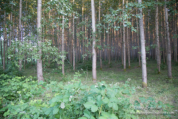 LCG & GWG Tree Farm