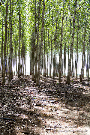 Tree Farm