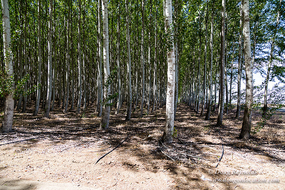Tree Farm