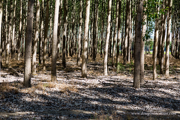 Tree Farm