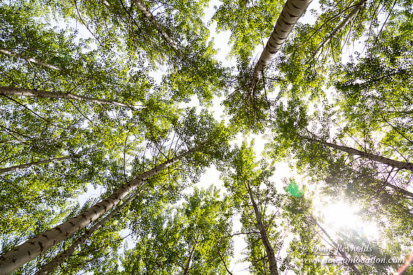 Tree Farm