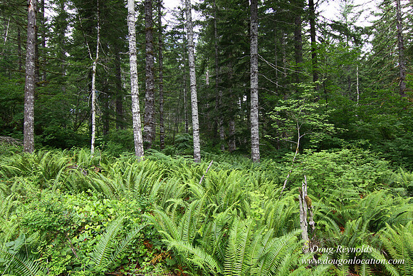 Tree & Forested locations