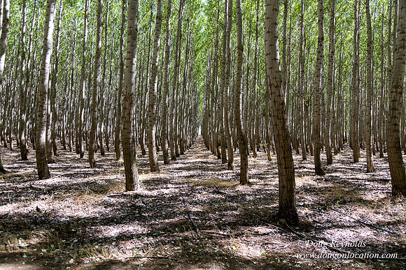 Tree Farm