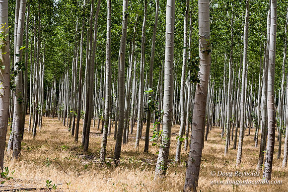Tree Farm