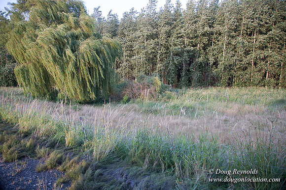 LCG & GWG Tree Farm