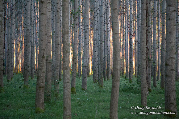 LCG & GWG Tree Farm
