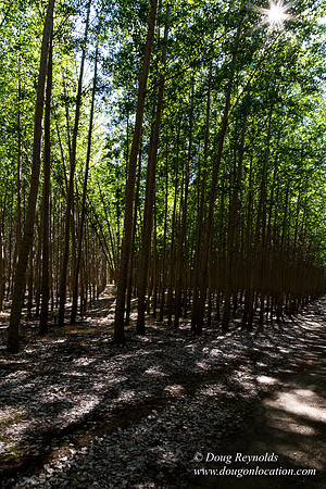 Tree Farm