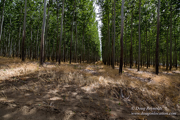 Tree Farm