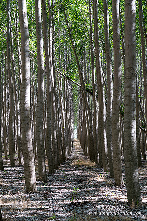 Tree Farm