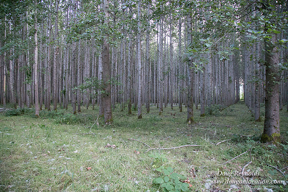 LCG & GWG Tree Farm