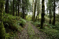 Saddle Mt Rd-0315