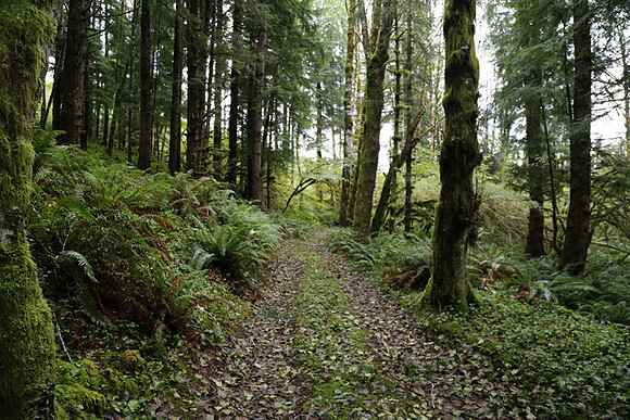 Saddle Mt Rd-0315