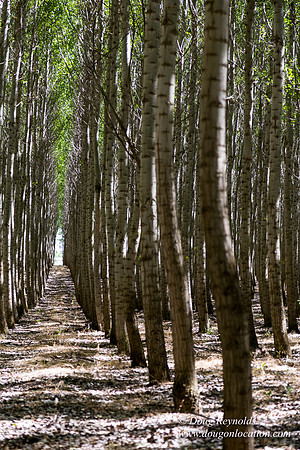 Tree Farm
