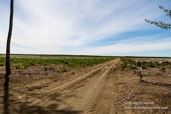 Tree Farm