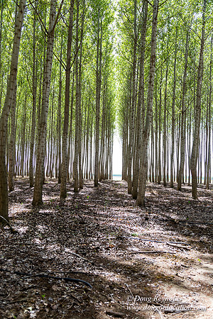 Tree Farm