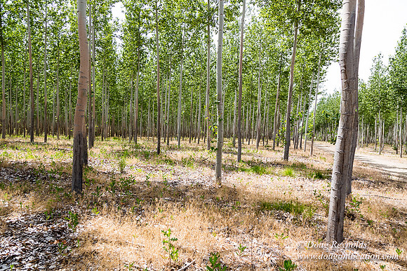 Tree Farm