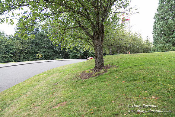 Council Crest Park View