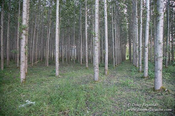 LCG & GWG Tree Farm
