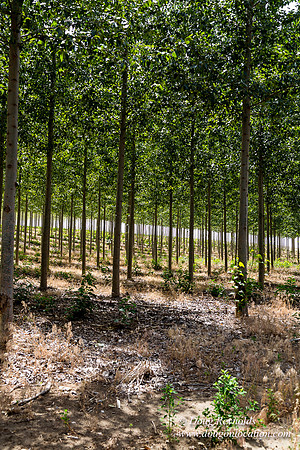 Tree Farm