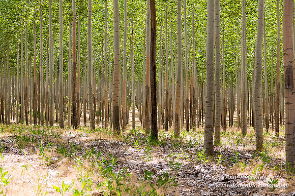 Tree Farm