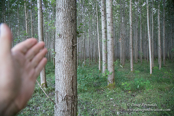 LCG & GWG Tree Farm