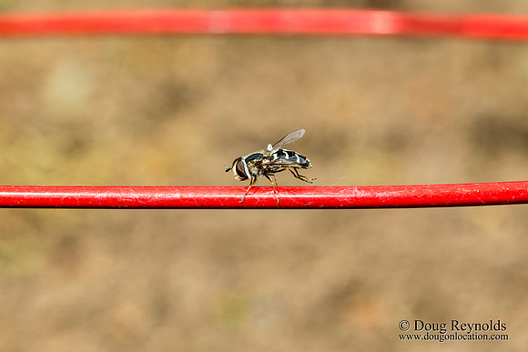 Hoverfly