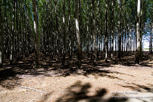 Tree Farm