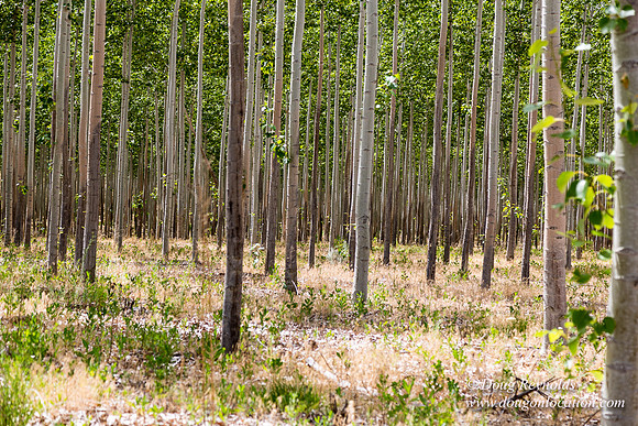 Tree Farm