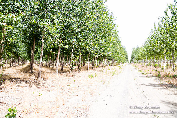 Tree Farm