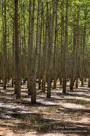 Tree Farm