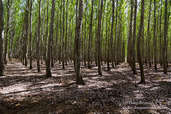Tree Farm