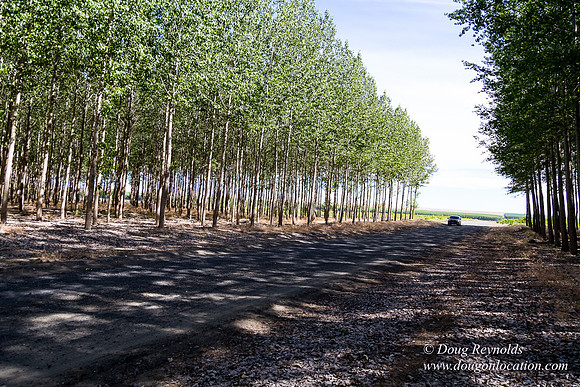 Tree Farm