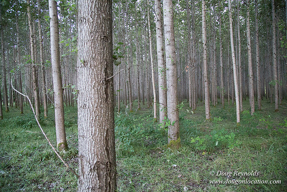 LCG & GWG Tree Farm