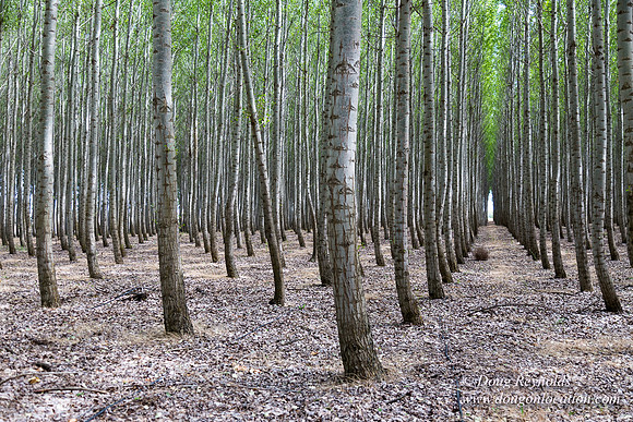 Tree Farm