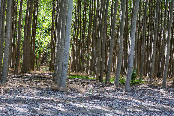 Tree Farm