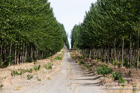 Tree Farm