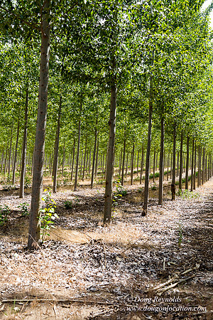 Tree Farm