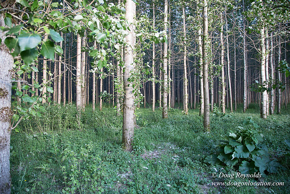 LCG & GWG Tree Farm