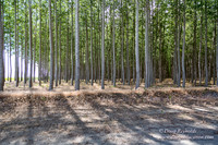 Tree Farm