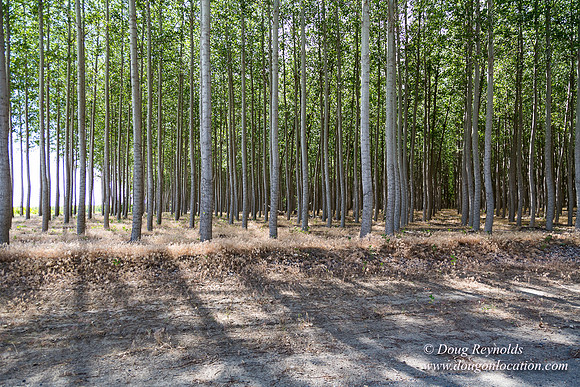 Tree Farm