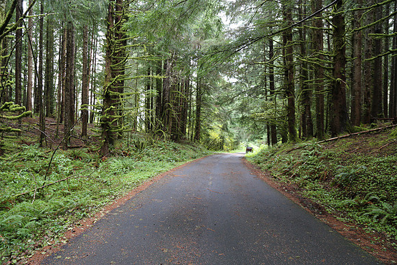Saddle Mt Rd-0323