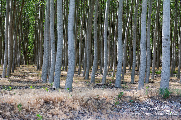 Tree Farm