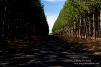 Tree Farm