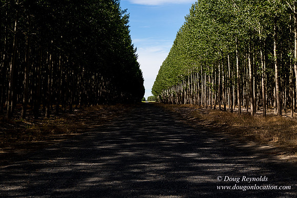 Tree Farm