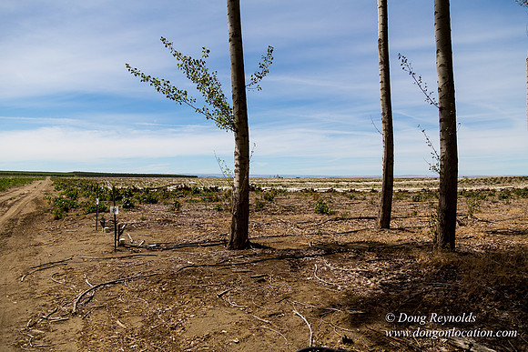 Tree Farm