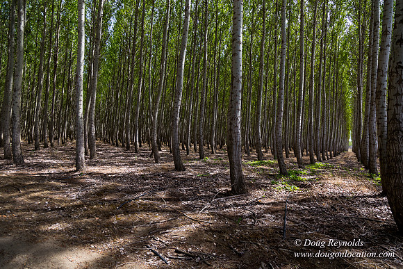 Tree Farm