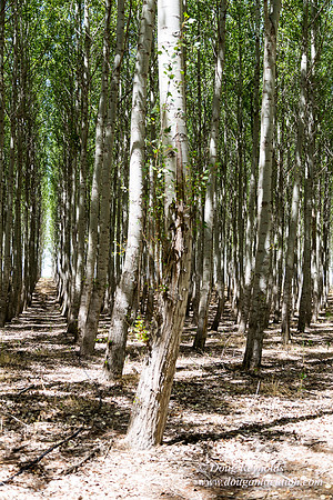 Tree Farm